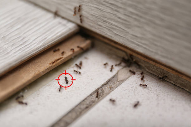 Best Emergency Pest Control  in Jacksonwald, PA