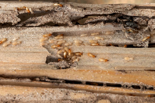 Professional Pest Control in Jacksonwald, PA